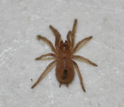 Oklahoma Brown Spiderlings
