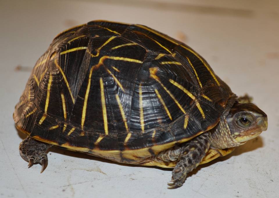 Small Florida Box Turtles for sale