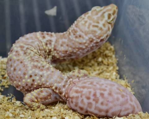Adult Bell Albino Mack Snow Leopard Geckos w/regrown tails