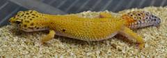 Adult Female Hypo Tangerine Carrot Tail Leopard Gecko w/nip tail