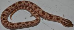 Baby Purple Line Anaconda Western Hognose Snakes