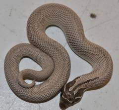 Baby Axanthic Super Conda Western Hognose Snakes