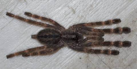 Ghost Ornamental Spiderlings