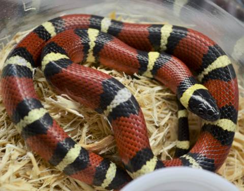 Baby Mexican Milksnakes