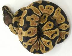 Baby Pastel Scaleless Head Ball Pythons