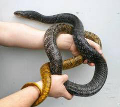 Yellow Tailed Cribo Snakes