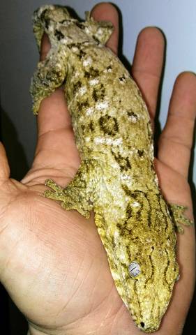 Large Nuu Ana Leachianus Geckos