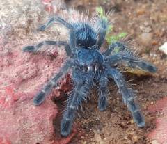 Antilles Pink Toe SpiderlingsAll Spiders, Scorpions & Inverts 15% OFF!