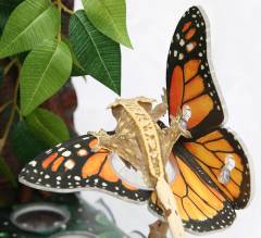 C3 Butterfly Ledge Orange