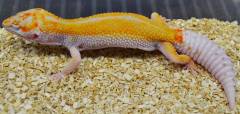 Sub Adult White & Yellow Tangerine Enigma Tremper Leopard Gecko w/nip tail
