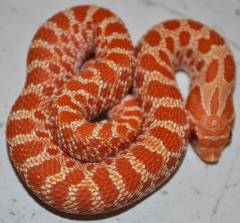 Baby Male Albino Western Hognose Snakes