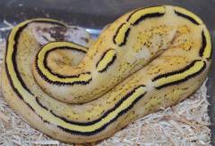 Baby Pastel Super Stripe Ball Pythons