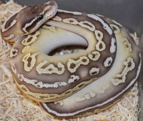 Baby Hypo Butter Black Pewter Ball Pythons