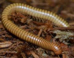 Texas Slender Banded Yellow Millipedes