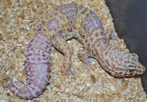 Adult Female Albino Snow Leopard Geckos