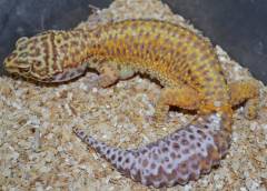 Adult Female Bell Albino Tangerine Leopard Geckos