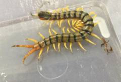 African Giant Yellow Leg Centipedes