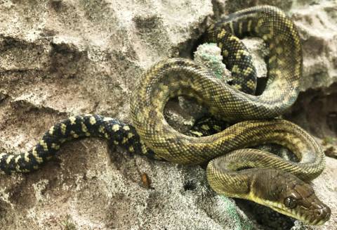 Small Moluccan Pythons