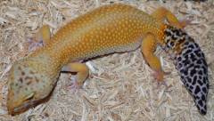 Adult Hypo Tangerine Leopard Geckos w/regrown tails