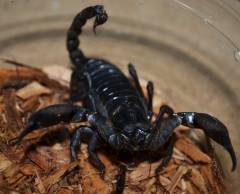Asian Black Forest Scorpions