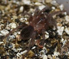 Mexican Red Rump Spiderlings