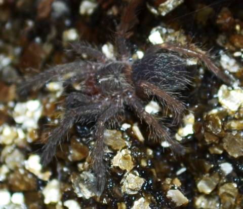 Brazilian Blue Dwarf Beauty Spiderlings