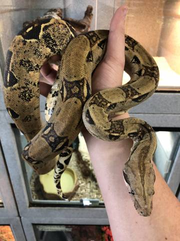 Medium Colombian Boas