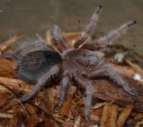 Rose Hair Spiderlings