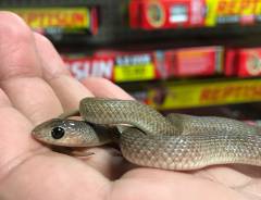 Baby Red Beaked Snakes