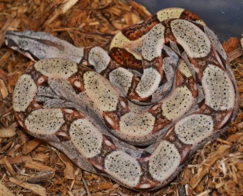 Baby Hypo Kubsch Pastel Boas