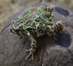 Madagascar Rain Frogs