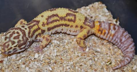 Adult Male Bold Stripe Bell Albino Leopard Geckos