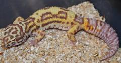 Adult Bold Stripe Bell Albino Leopard Geckos Het for RADAR