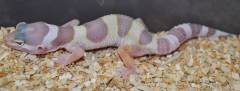 Baby Mack Snow Albino Leucistic Leopard Geckos