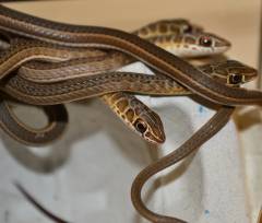 Small African Hissing Sand Snakes