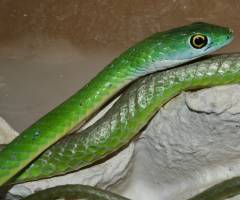 Green Bush Snakes