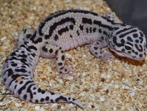 Adult Bold Stripe x Halloween Mask Leopard Geckos