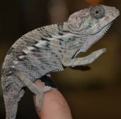 Small Panther Chameleons (non locale specific)