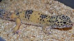 Adult Marble Eye Leopard Geckos