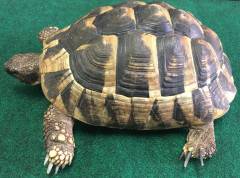 Sub Adult Eastern Hermanns Tortoises