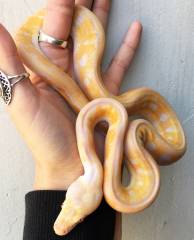 Baby Albino Motley Tiger Reticulated Pythons