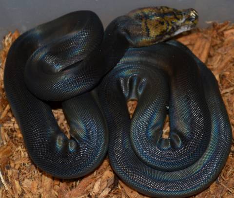 Baby Golden Child Motley Reticulated Pythons