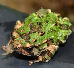 Madagascar Spiny Hopper Frogs