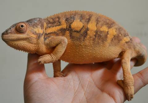 Adult Panther Chameleons (non-locale specific)