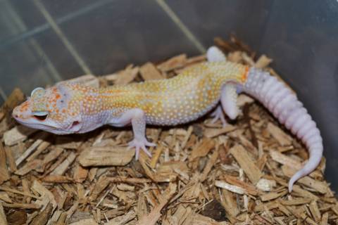 Sub Adult Enigma Leopard Geckos