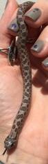 Baby Lavender Western Hognose Snakes