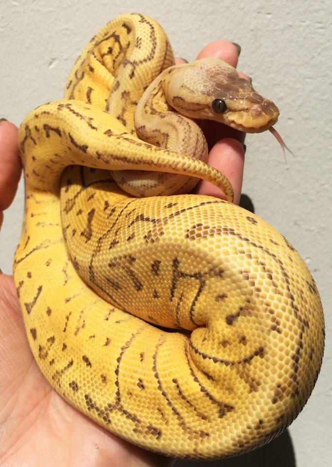 Lemon Blast Ball Python