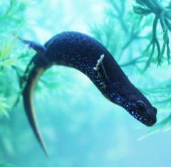 Danube Crested Newts