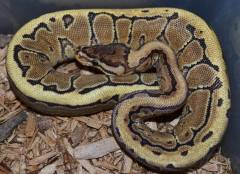 Baby Pinstripe Yellow Belly Ball Pythons