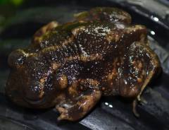 Eastern Spadefoot Toads